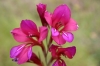 Gladiolus