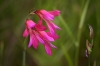 Gladiolus communis