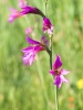 Gladiolus communis L.