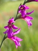 Gladiolus communis L.