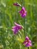 Gladiolus communis L.