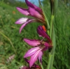 Gladiolus communis L.