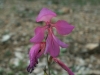 Gladiolus communis L.