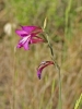 Gladiolus communis L.