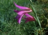 Gladiolus communis L.