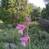 Gladiolus communis L.