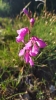 Gladiolus communis L.