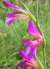 Gladiolus communis L.