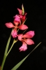Gladiolus communis L.
