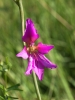 Gladiolus sp.