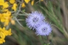 Globularia