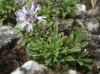 Globularia repens Lam.