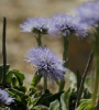 Globularia sp.