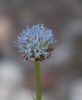 Globularia vulgaris ? 1 de 2