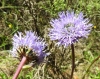 Globularia vulgaris ? 2/2