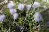 Globularia vulgaris ?
