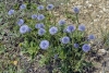 Globularia vulgaris