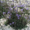 Globularia vulgaris ?