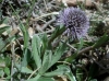 Globularia vulgaris