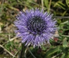 Globularia vulgaris 1/3