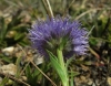 Globularia vulgaris 2/3