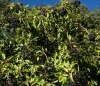 Hedera helix ? 2/4