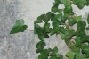 Hedera helix ?