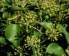 Hedera helix 3/3