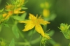 Hypericum