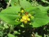 Hypericum androsaemum L.