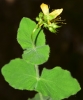 Hypericum caprifolium Boiss.