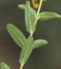 Hypericum humifusum L.
