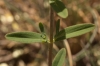 Hypericum perforatum L. subsp. perforatum