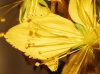Hypericum perforatum L. subsp. perforatum