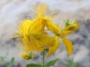 Hypericum perforatum L. subsp. perforatum