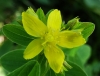 Hypericum tetrapterum Fr.