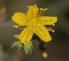 Hypericum tomentosum L.