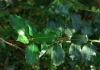 Ilex aquifolium L.