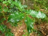 Ilex aquifolium L. Ilex aquifolium L.