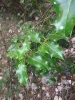 Ilex aquifolium L. Ilex aquifolium L.