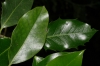 Ilex aquifolium L. Ilex aquifolium L.