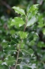 Ilex aquifolium L. Ilex aquifolium L.