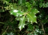 Ilex aquifolium L. Ilex aquifolium L.
