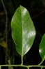 Ilex aquifolium L. Ilex aquifolium L.