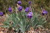 Iris germanica L.