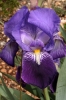 Iris germanica L.