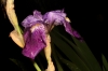 Iris germanica L.