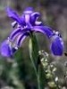 Iris spuria