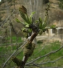 Juglans regia L.