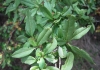 Ligustrum vulgare L. Ligustrum vulgare L.